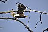 Steller's Sea Eagle.jpg